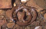 Photo of Furina ornata (orange-naped snake) - Dollery, C.,QPWS,2001