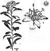 Photo of Leionema elatius subsp. elatius () - Smith, W.,Queensland Herbarium, DES (Licence: CC BY NC)