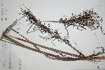 Photo of Gahnia clarkei (tall sawsedge) - Queensland Herbarium, DES (Licence: CC BY NC)