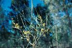 Photo of Acacia coriacea () - Thompson (DES), J.,Queensland Herbarium, DES (Licence: CC BY NC)