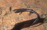 Photo of Proablepharus tenuis (northern soil-crevice skink) - Dollery, C.,QPWS,2001