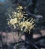 Photo of Grevillea parallela () - Thompson (DES), J.,Queensland Herbarium, DES (Licence: CC BY NC)