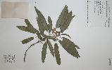 Photo of Brachychiton rupestris () - Queensland Herbarium, DES (Licence: CC BY NC)