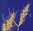 Photo of Echinochloa telmatophila (swamp barnyard grass) - Smith, W.,Queensland Herbarium, DES (Licence: CC BY NC)