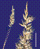 Photo of Enneapogon decipiens () - Smith, W.,Queensland Herbarium, DES (Licence: CC BY NC)