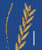 Photo of Eragrostiella bifaria var. bifaria () - Smith, W.,Queensland Herbarium, DES (Licence: CC BY NC)