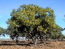 Photo of Acacia cambagei (gidgee) - Dollery, C.,QPWS,2001