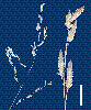 Photo of Eragrostis concinna () - Smith, W.,Queensland Herbarium, DES (Licence: CC BY NC)