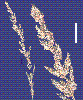 Photo of Eragrostis confertiflora () - Smith, W.,Queensland Herbarium, DES (Licence: CC BY NC)