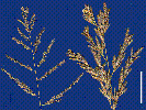 Photo of Eragrostis microcarpa () - Smith, W.,Queensland Herbarium, DES (Licence: CC BY NC)