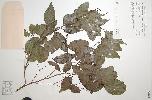 Photo of Cleistanthus dallachyanus () - Queensland Herbarium, DES (Licence: CC BY NC)