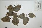 Photo of Clematis glycinoides () - Queensland Herbarium, DES (Licence: CC BY NC)