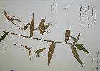 Photo of Commelina diffusa (wandering jew) - Queensland Herbarium, DES (Licence: CC BY NC)