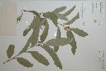 Photo of Commersonia () - Queensland Herbarium, DES (Licence: CC BY NC)