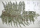Photo of Cyathea celebica () - Queensland Herbarium