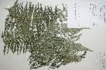 Photo of Cyathea celebica () - Queensland Herbarium