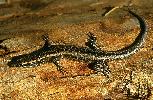 Photo of Cryptoblepharus pannosus (ragged snake-eyed skink) - Dollery, C.,QPWS,2001