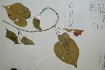 Photo of Ipomoea aculeata () - Queensland Herbarium, DES (Licence: CC BY NC)