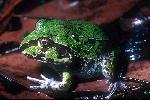 Photo of Cyclorana novaehollandiae (eastern snapping frog) - Dollery, C.,QPWS,2001