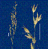 Photo of Arundinella nepalensis (reedgrass) - Sharp, D.,Queensland Herbarium, DES (Licence: CC BY NC)