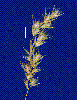 Photo of Rytidosperma indutum () - Sharp, D.,Queensland Herbarium, DES (Licence: CC BY NC)
