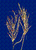 Photo of Bothriochloa pertusa () - Sharp, D.,Queensland Herbarium, DES (Licence: CC BY NC)