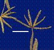 Photo of Brachyachne prostrata () - Sharp, D.,Queensland Herbarium, DES (Licence: CC BY NC)