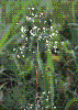 Photo of Briza minor (shivery grass) - Sharp, D.,Queensland Herbarium, DES (Licence: CC BY NC)