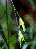 Photo of Bromus catharticus (prairie grass) - Sharp, D.,Queensland Herbarium, DES (Licence: CC BY NC)