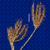 Photo of Chloris lobata () - Sharp, D.,Queensland Herbarium, DES (Licence: CC BY NC)