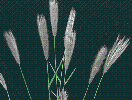 Photo of Chloris virgata (feathertop rhodes grass) - Sharp, D.,Queensland Herbarium, DES (Licence: CC BY NC)