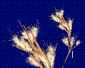 Photo of Cymbopogon bombycinus (silky oilgrass) - Smith, W.,Queensland Herbarium, DES (Licence: CC BY NC)