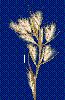Photo of Cymbopogon obtectus () - Sharp, D.,Queensland Herbarium, DES (Licence: CC BY NC)