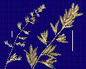 Photo of Eragrostis schultzii () - Smith, W.,Queensland Herbarium, DES (Licence: CC BY NC)
