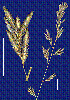 Photo of Eragrostis spartinoides () - Smith, W.,Queensland Herbarium, DES (Licence: CC BY NC)