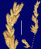 Photo of Eragrostis sterilis () - Smith, W.,Queensland Herbarium, DES (Licence: CC BY NC)