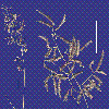 Photo of Eragrostis triquetra () - Smith, W.,Queensland Herbarium, DES (Licence: CC BY NC)