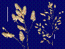 Photo of Eragrostis unioloides () - Smith, W.,Queensland Herbarium, DES (Licence: CC BY NC)