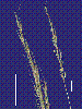 Photo of Garnotia stricta var. longiseta () - Smith, W.,Queensland Herbarium, DES (Licence: CC BY NC)