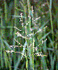 Photo of Leersia hexandra (swamp rice grass) - Sharp, D.,Queensland Herbarium, DES (Licence: CC BY NC)