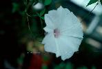 Photo of Ipomoea cairica () - Herbarium, Q.,Queensland Herbarium, DES (Licence: CC BY NC)