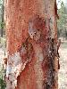 Photo of Angophora leiocarpa (rusty gum) - Bean, T.,Queensland Herbarium, DES (Licence: CC BY NC)