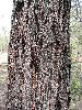 Photo of Eucalyptus baileyana (Bailey