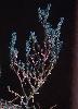 Photo of Neobassia proceriflora (soda bush) - Herbarium, Q.,Queensland Herbarium, DES (Licence: CC BY NC)