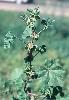 Photo of Malva parviflora (small-flowered mallow) - Herbarium, Q.,Queensland Herbarium, DES (Licence: CC BY NC)